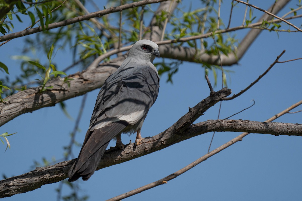 Mississippi Kite - ML620003696