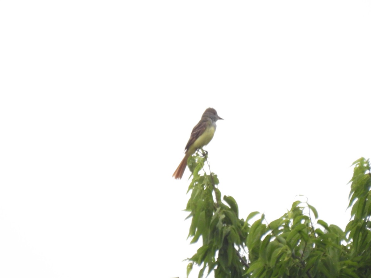 Great Crested Flycatcher - ML620003704