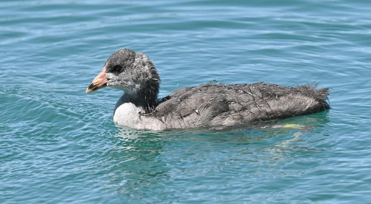 American Coot - ML620003706