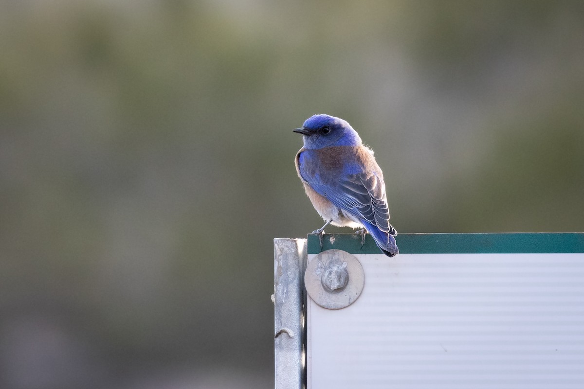 Western Bluebird - ML620003715