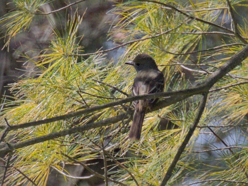 Great Crested Flycatcher - ML620003718