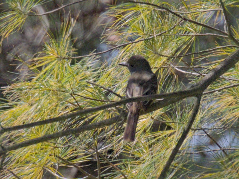 Great Crested Flycatcher - ML620003719