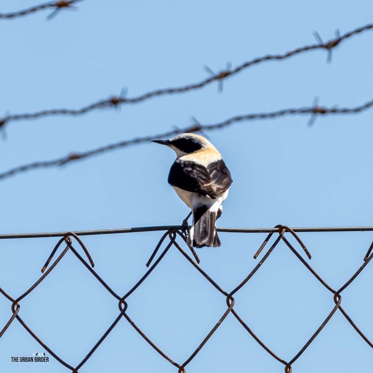 Western Black-eared Wheatear - ML620003723