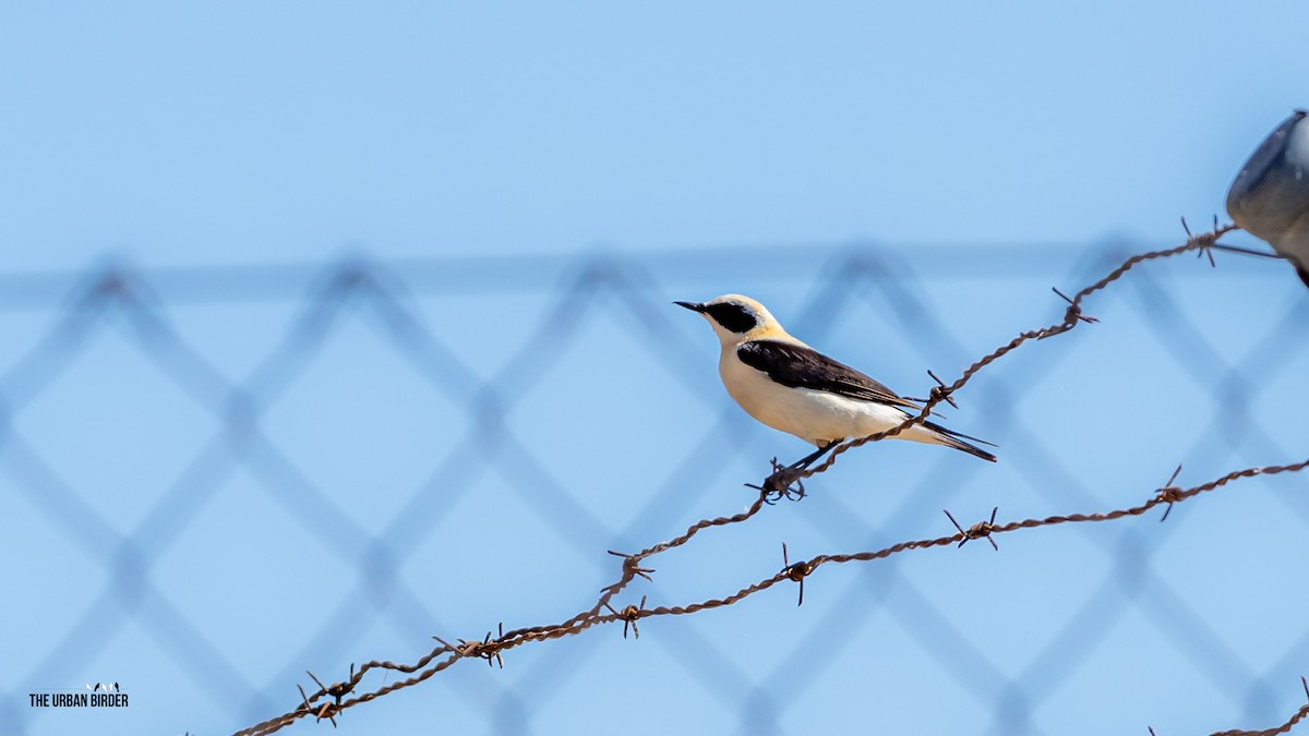 Western Black-eared Wheatear - ML620003726