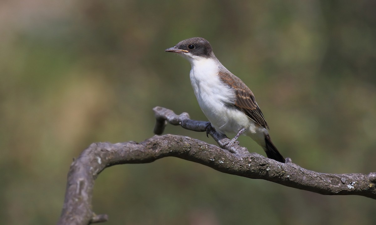 Fork-tailed Flycatcher - ML620003727