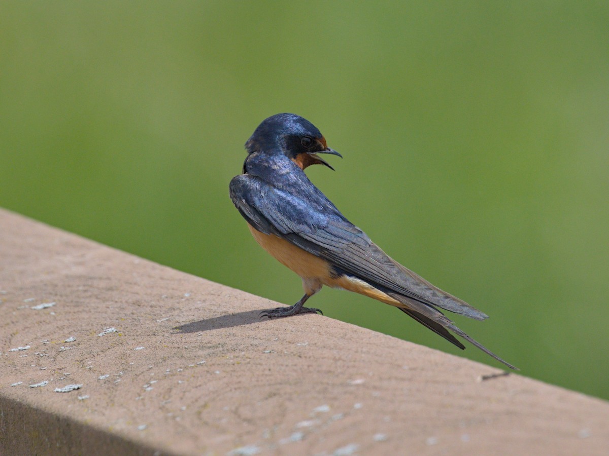 Barn Swallow - ML620003733