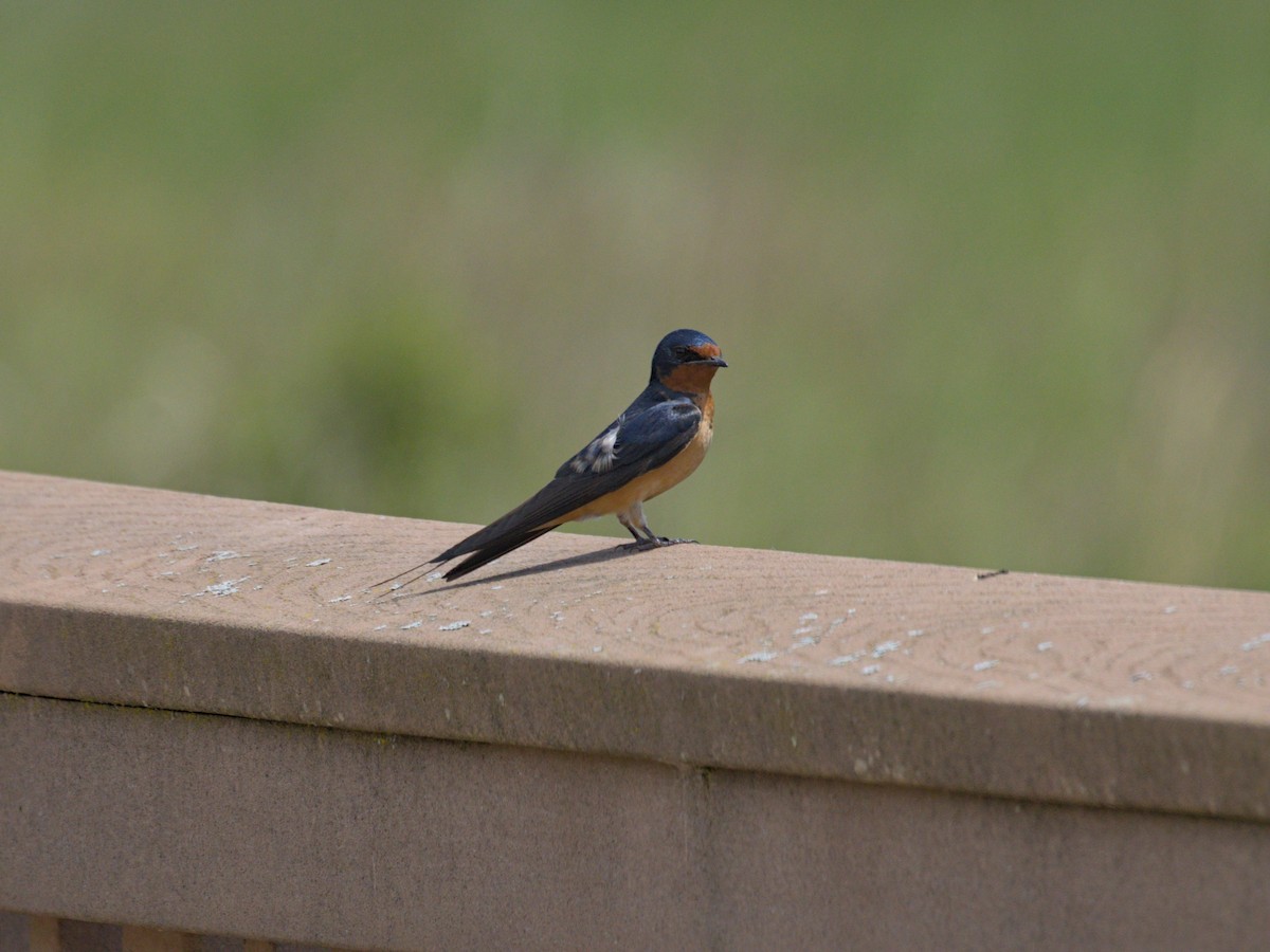 Barn Swallow - ML620003741