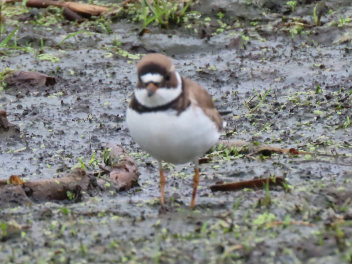 Semipalmated Plover - ML620003746