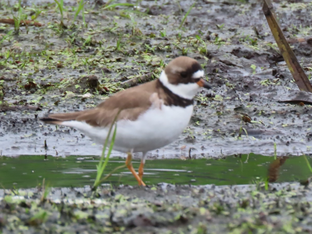 Semipalmated Plover - ML620003747