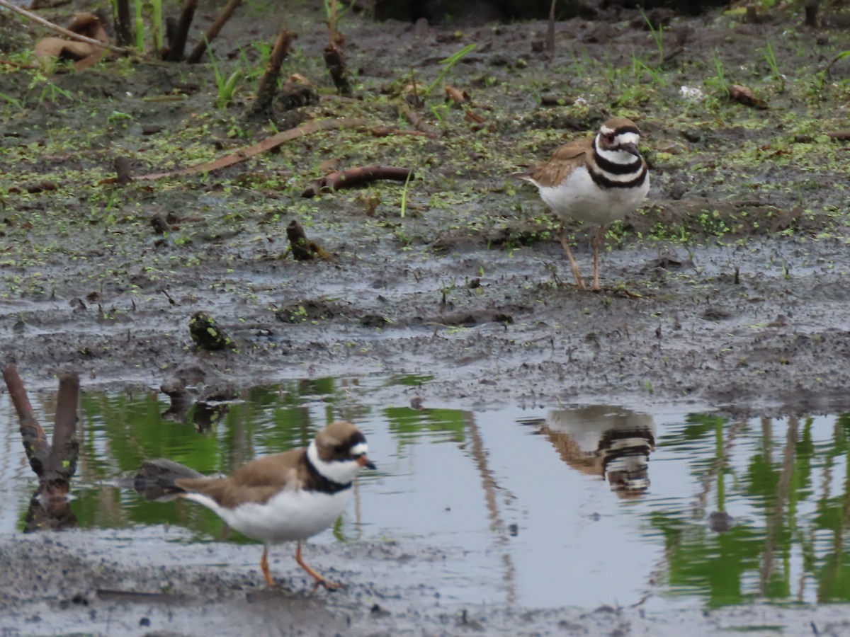 Semipalmated Plover - ML620003748
