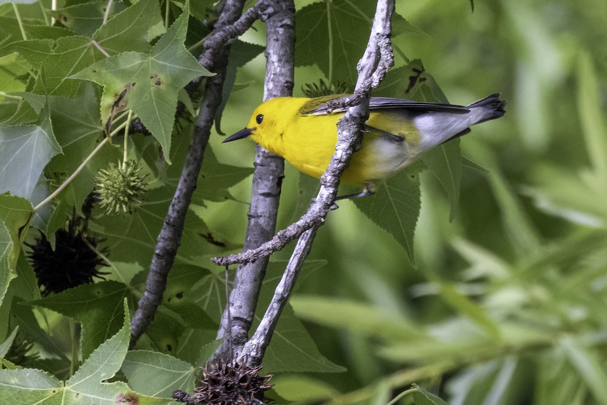 Prothonotary Warbler - ML620003752