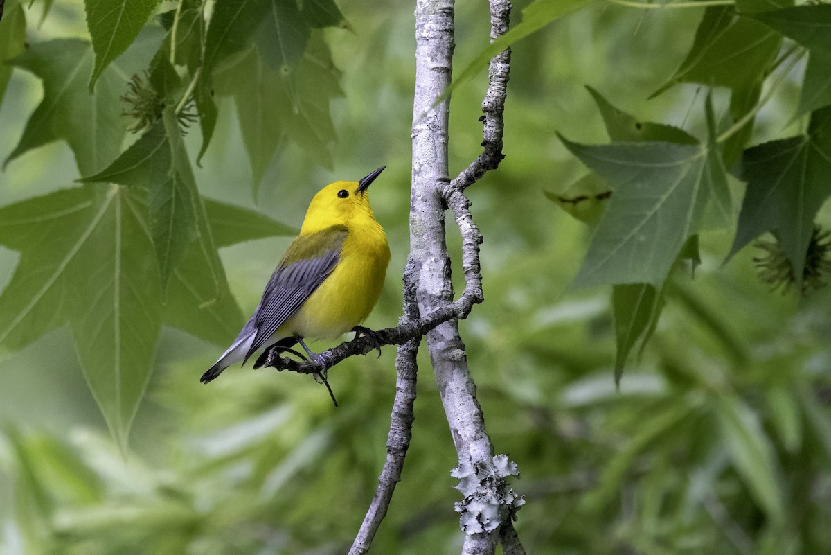 Prothonotary Warbler - ML620003753