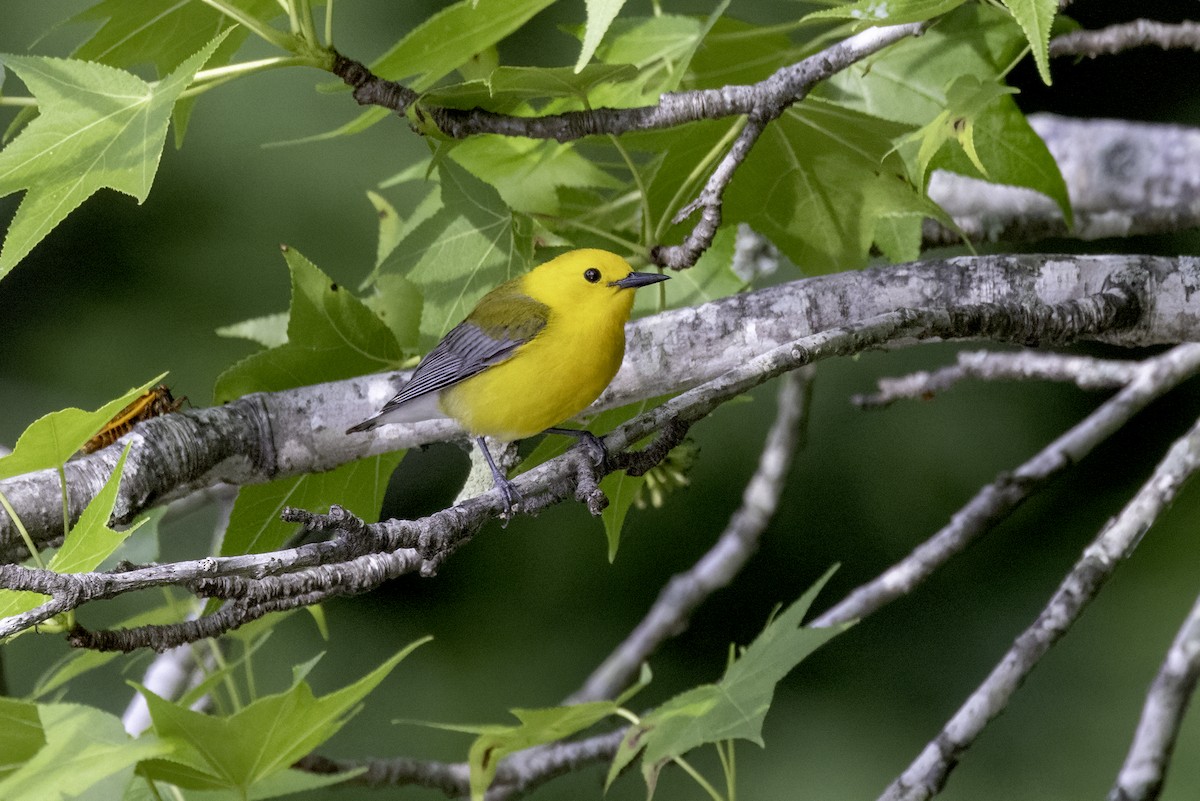 Prothonotary Warbler - ML620003754