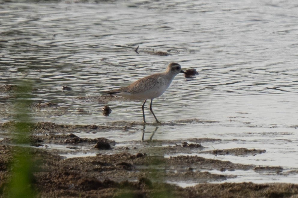 American Golden-Plover - ML620003759