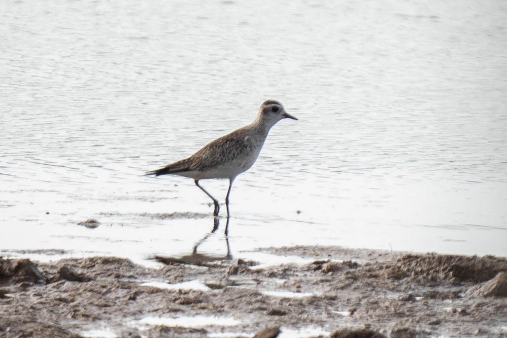 American Golden-Plover - ML620003761