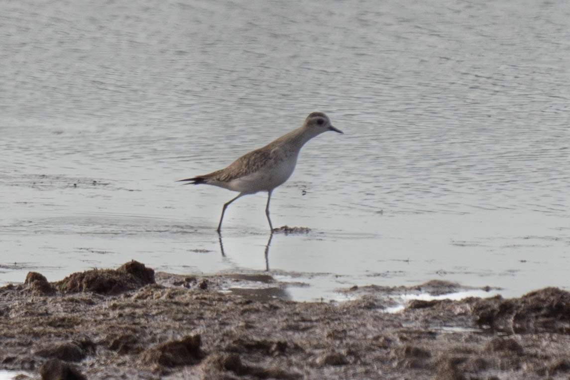 American Golden-Plover - ML620003762