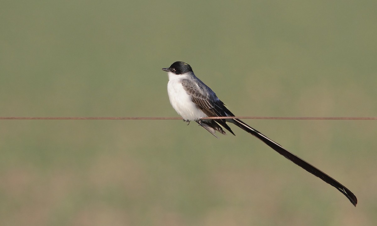 Fork-tailed Flycatcher - ML620003768