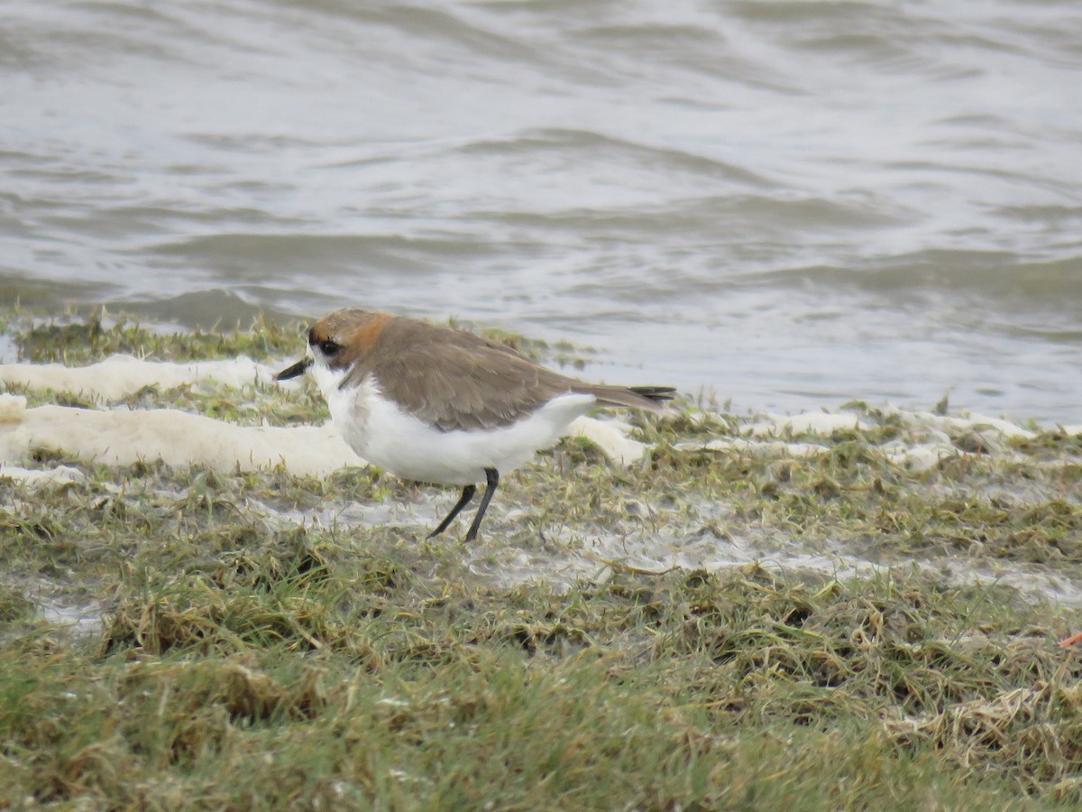 Puna Plover - ML620003775