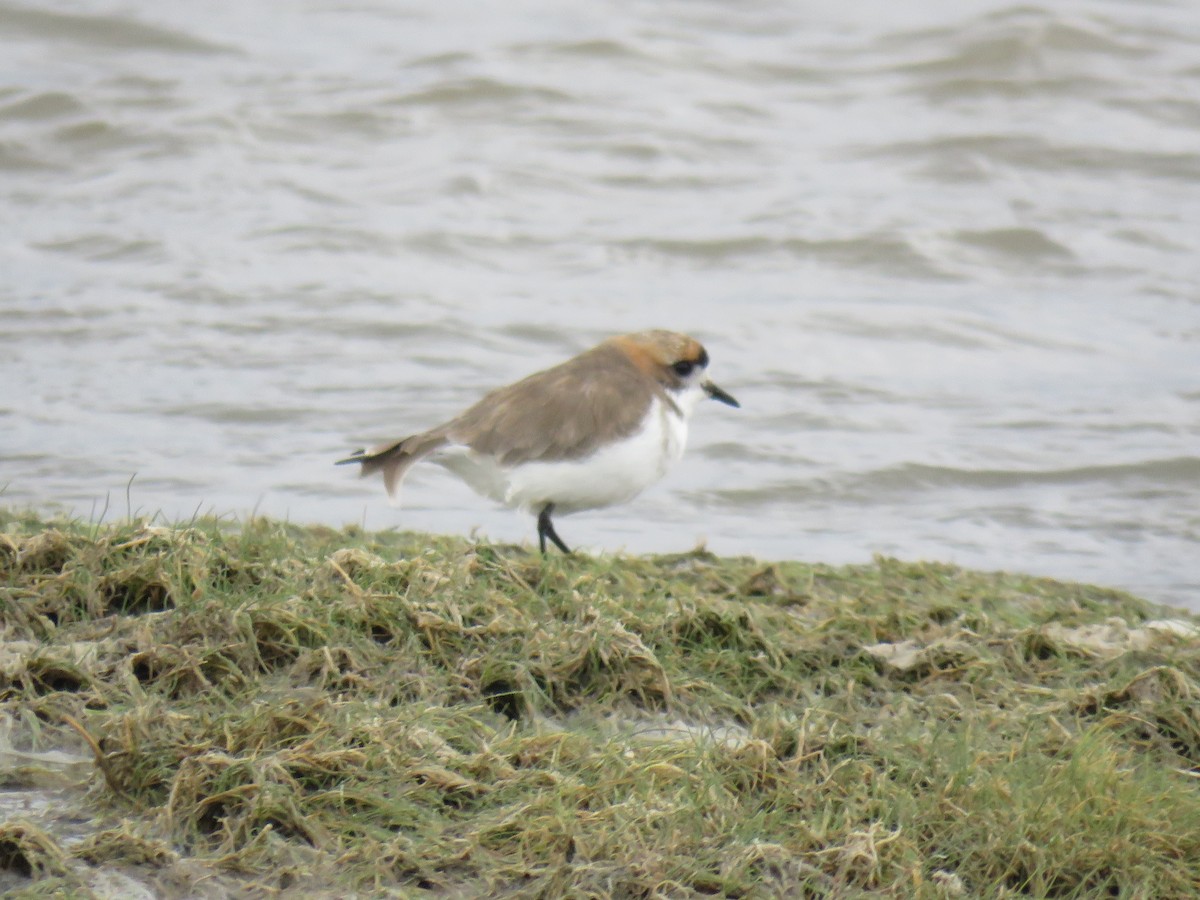 Puna Plover - ML620003777