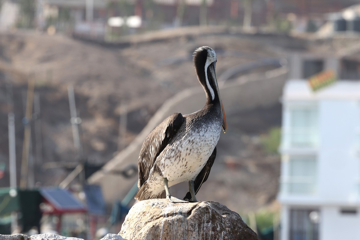 Перуанский пеликан - ML620003788