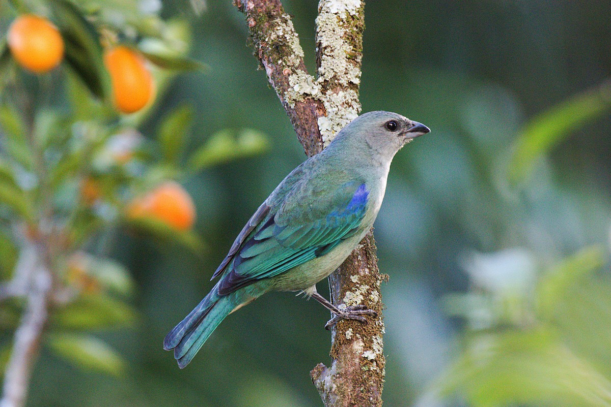 Azure-shouldered Tanager - ML620003791