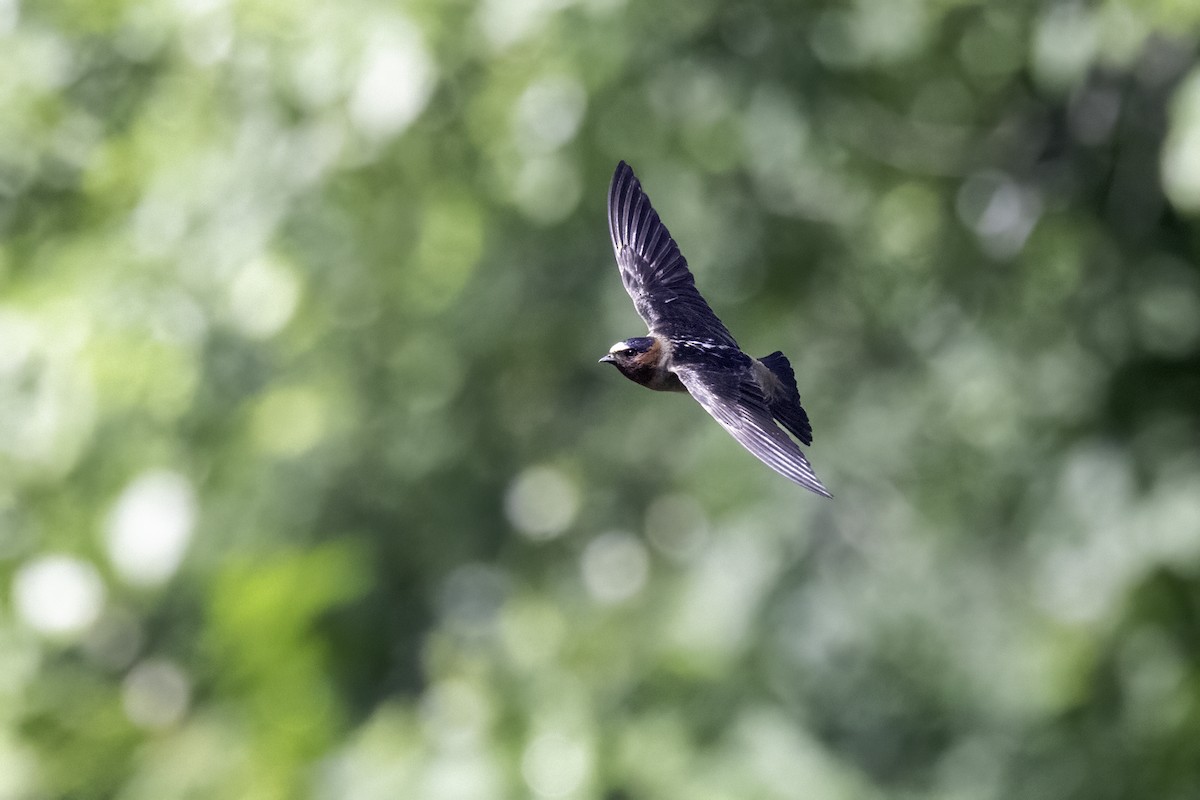 Cliff Swallow - ML620003795