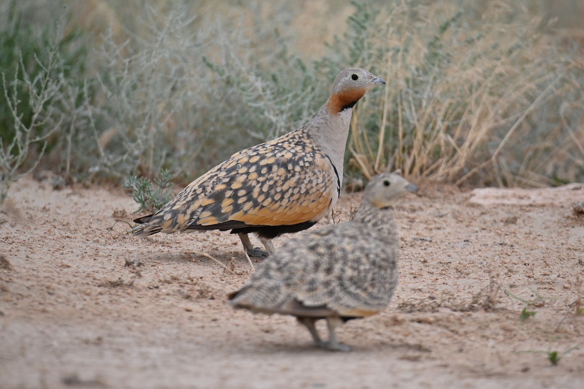 Black-bellied Sandgrouse - ML620003802