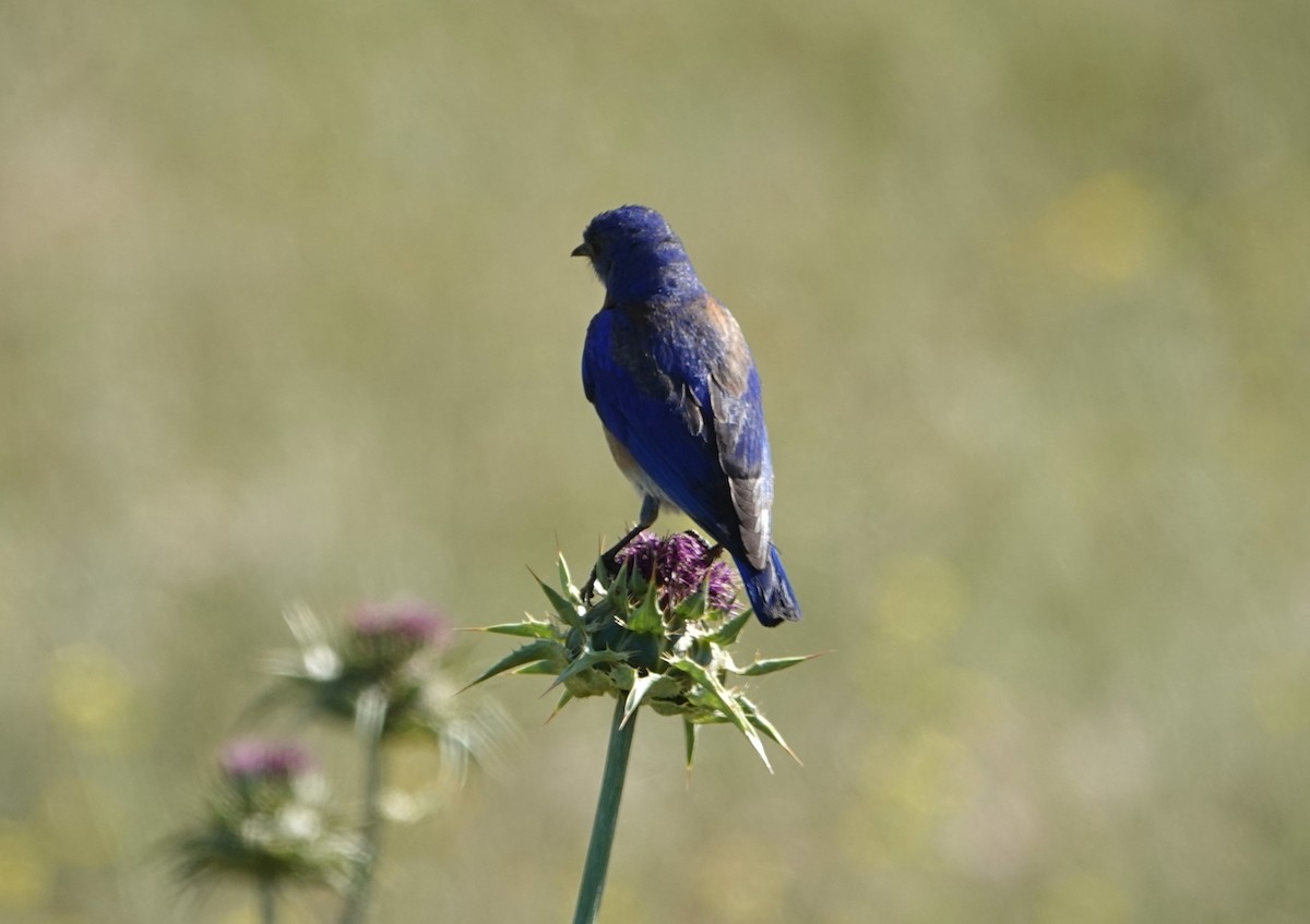 Western Bluebird - ML620003805