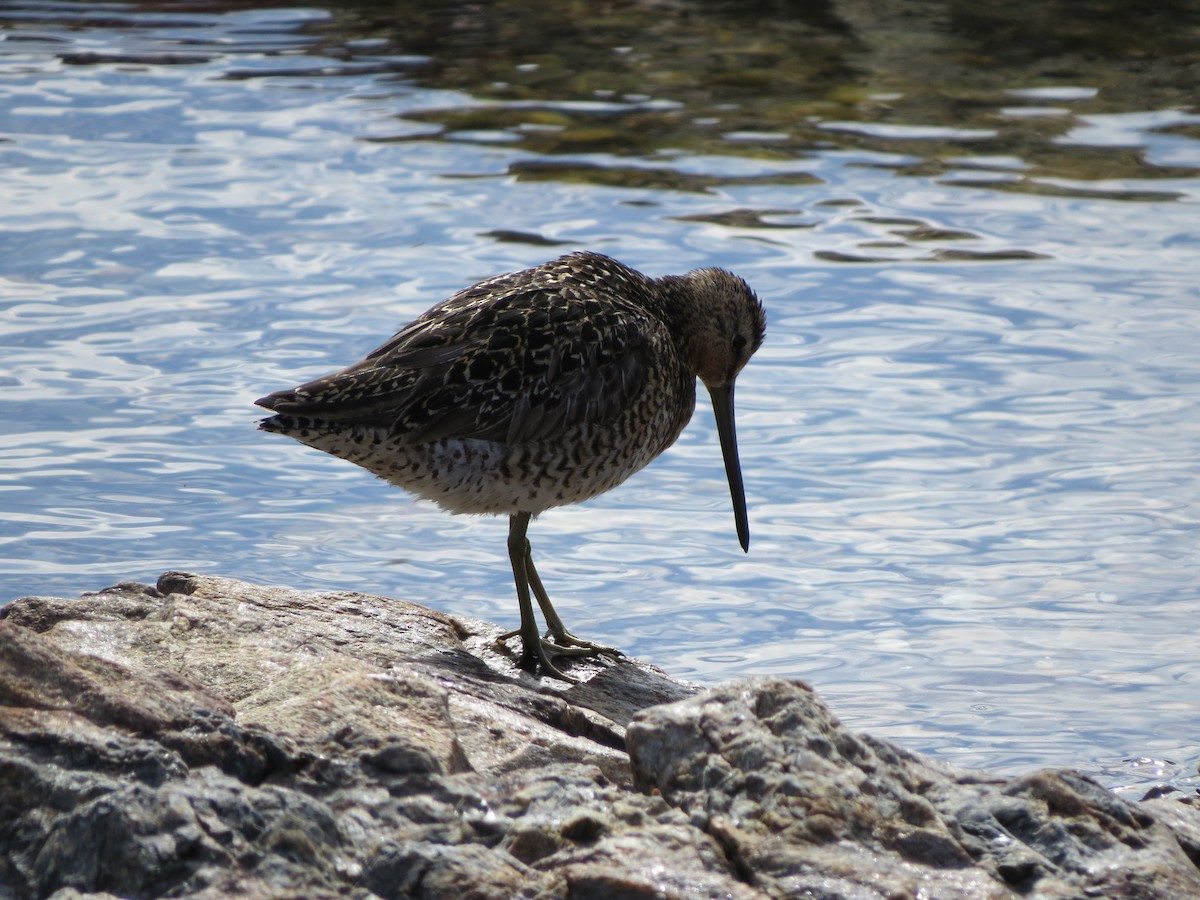 kortnebbekkasinsnipe - ML620003811