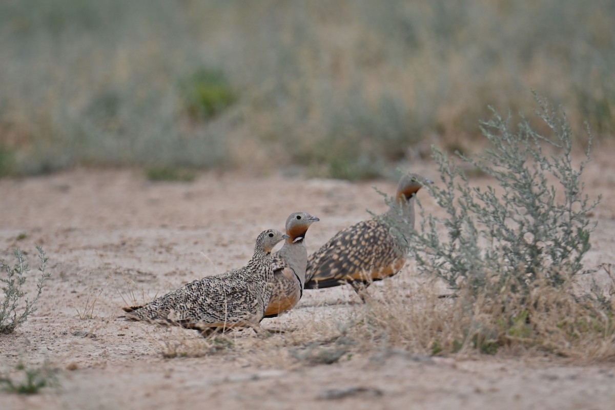 Black-bellied Sandgrouse - ML620003812