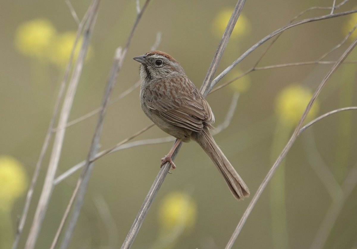 Rufous-crowned Sparrow - ML620003817