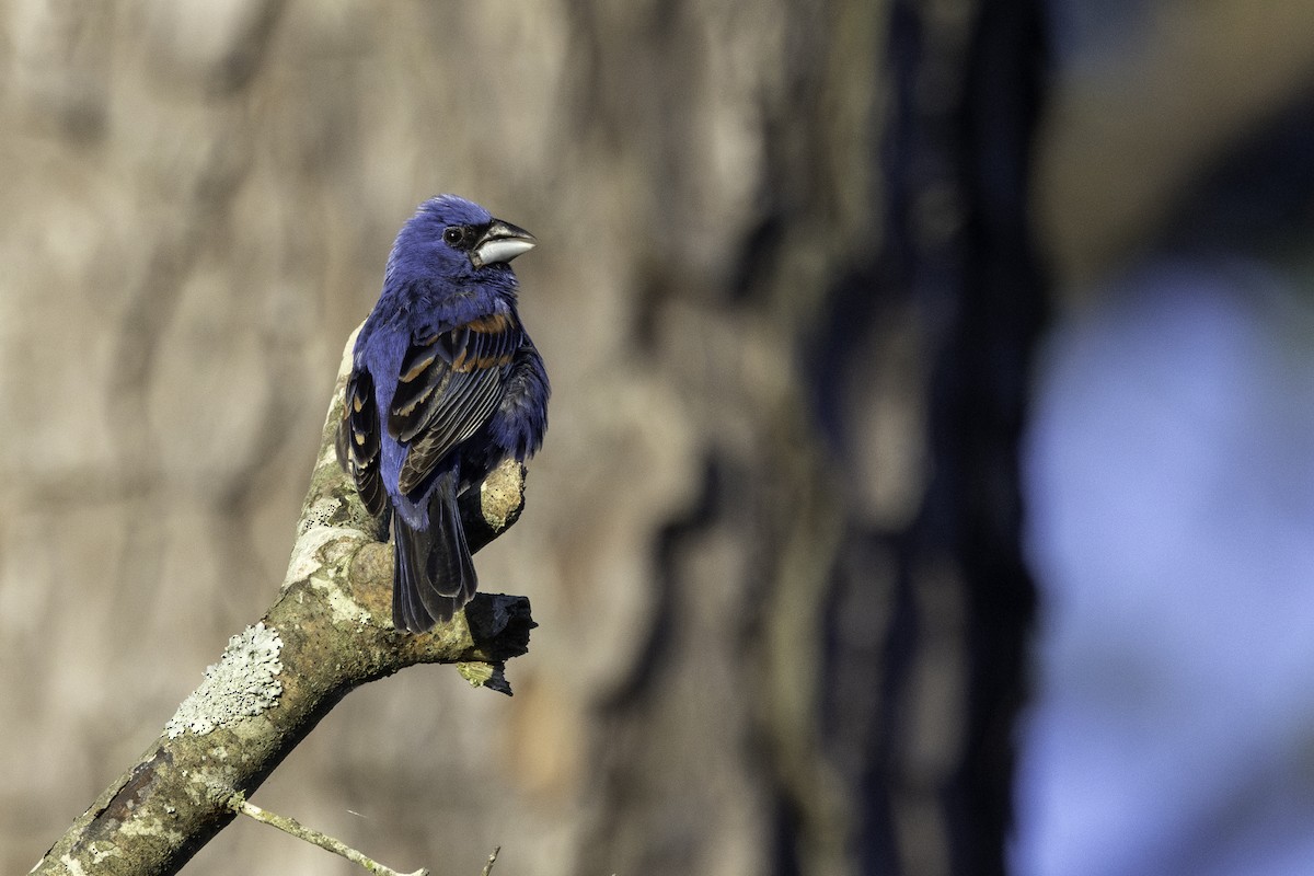 Blue Grosbeak - ML620003826