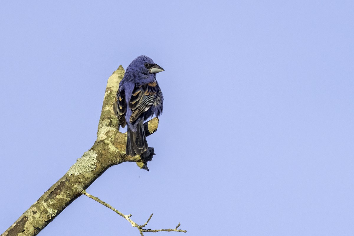 Blue Grosbeak - ML620003827