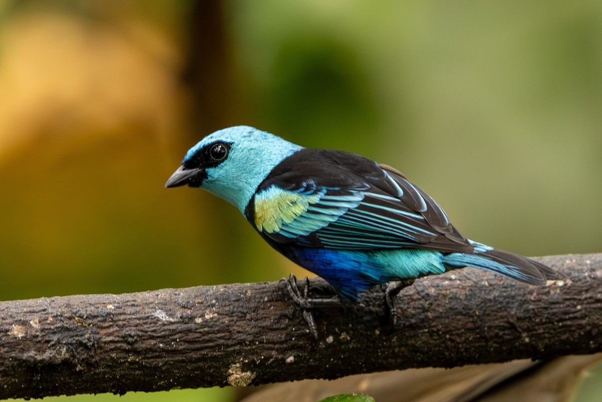 Blue-necked Tanager - ML620003829