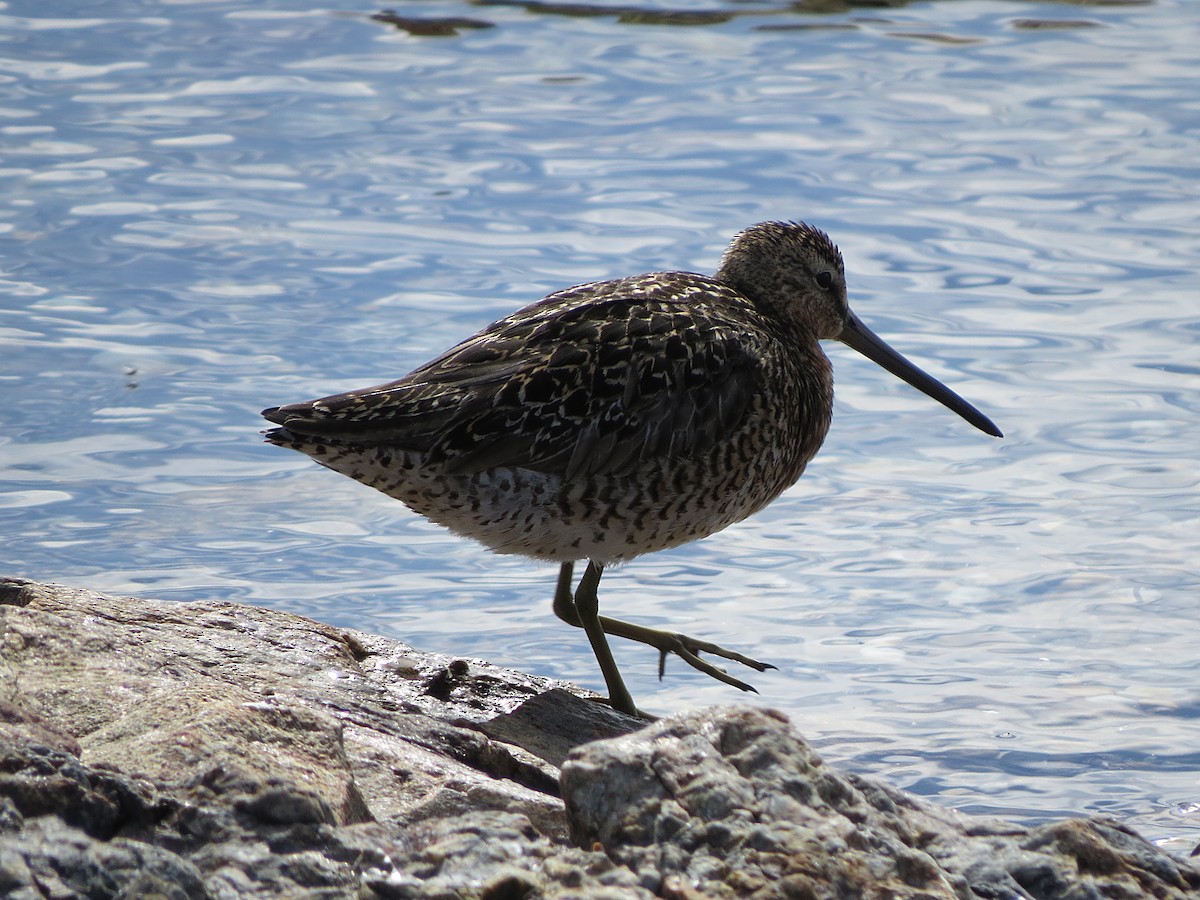 kortnebbekkasinsnipe - ML620003835