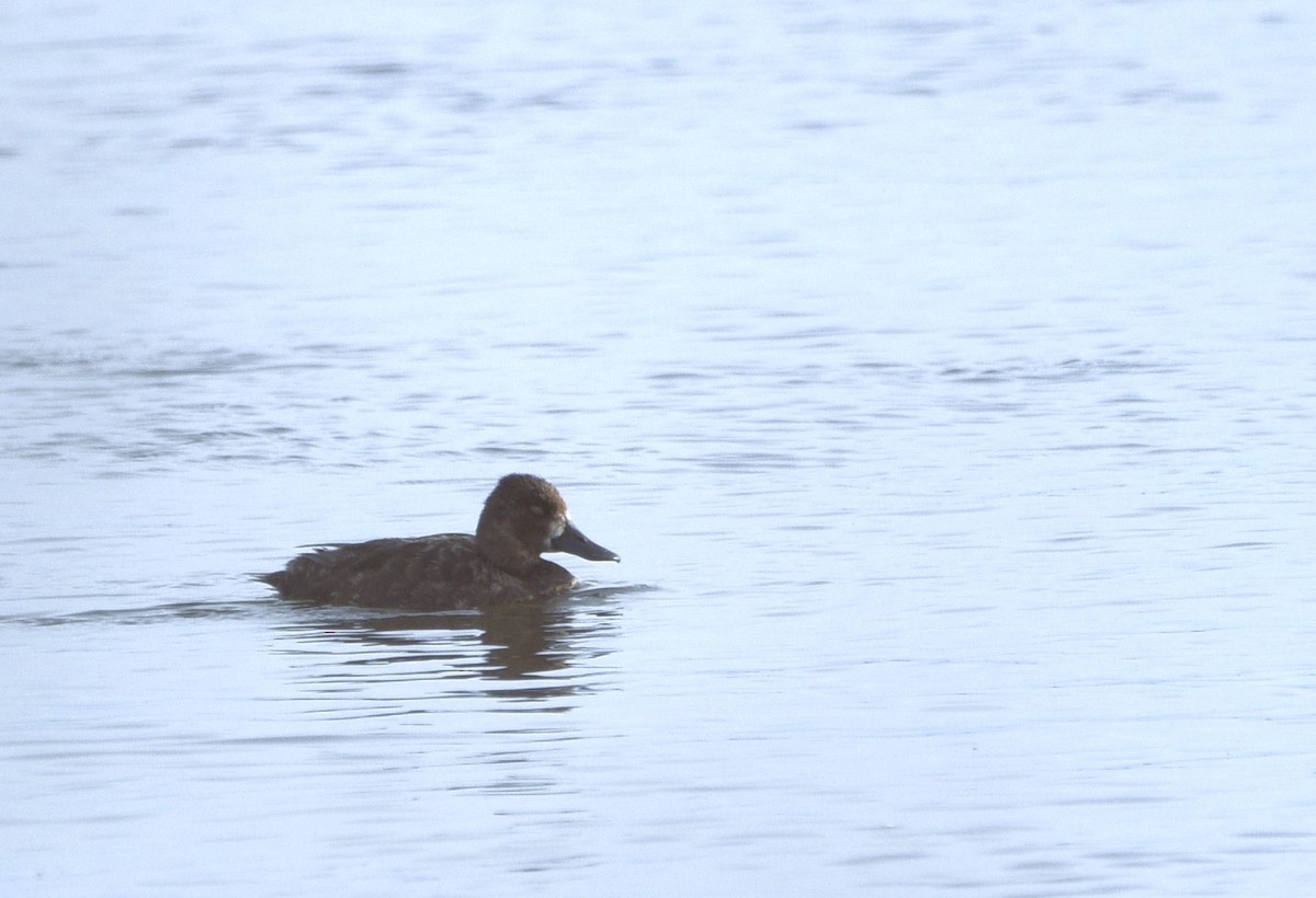 Lesser Scaup - ML620003837