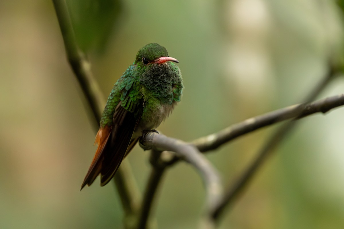 Rufous-tailed Hummingbird - ML620003840