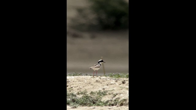 Pied Plover - ML620003847