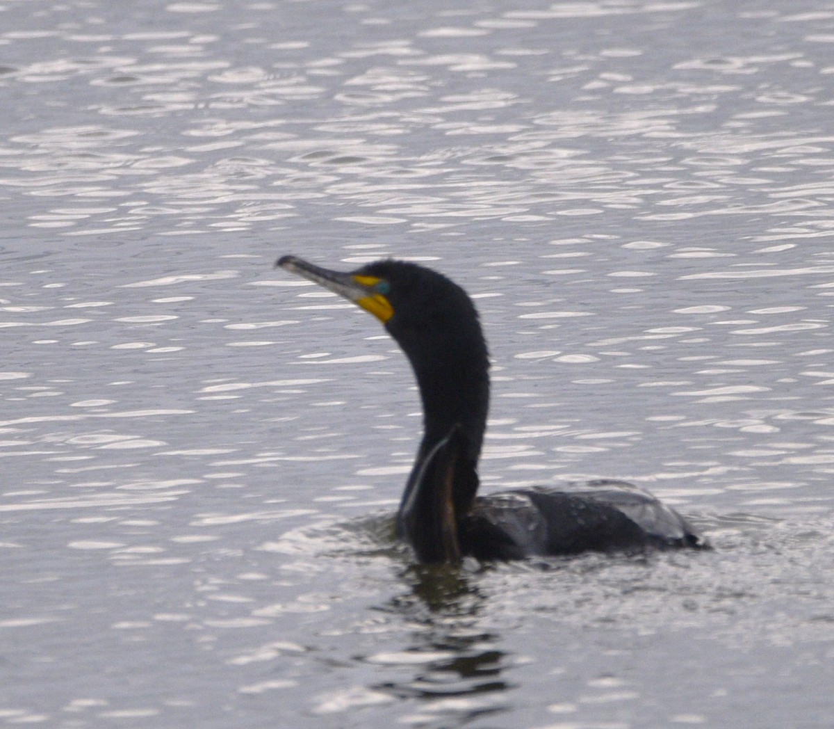 Double-crested Cormorant - ML620003850