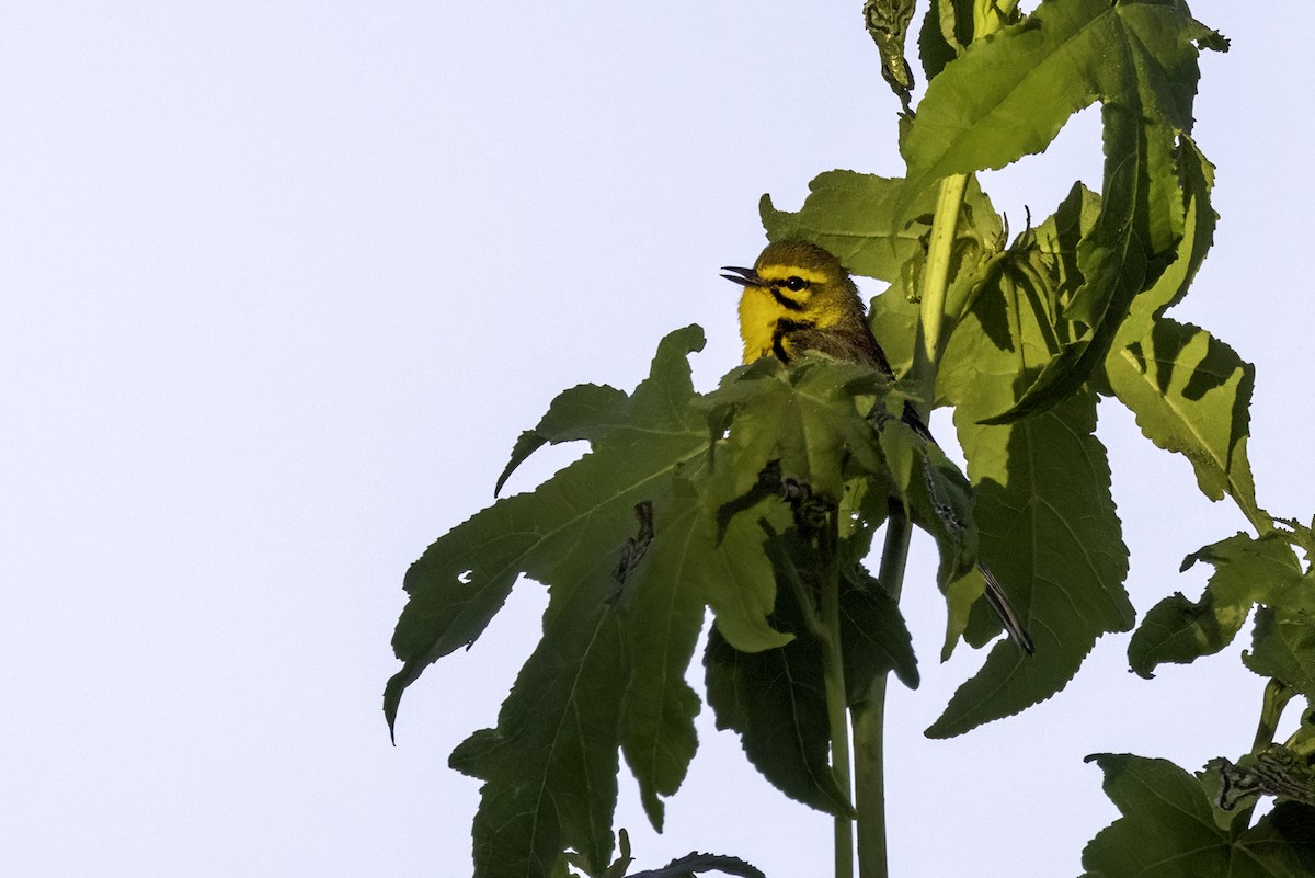 Prairie Warbler - ML620003853