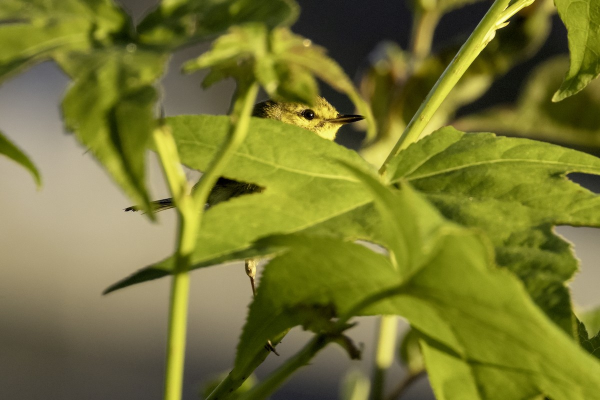 Prairie Warbler - Mel Green