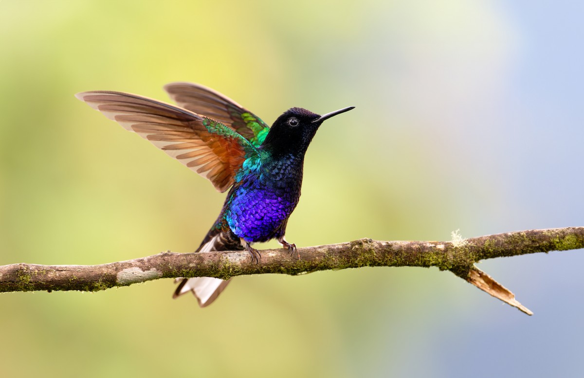 kolibřík hyacintový - ML620003856