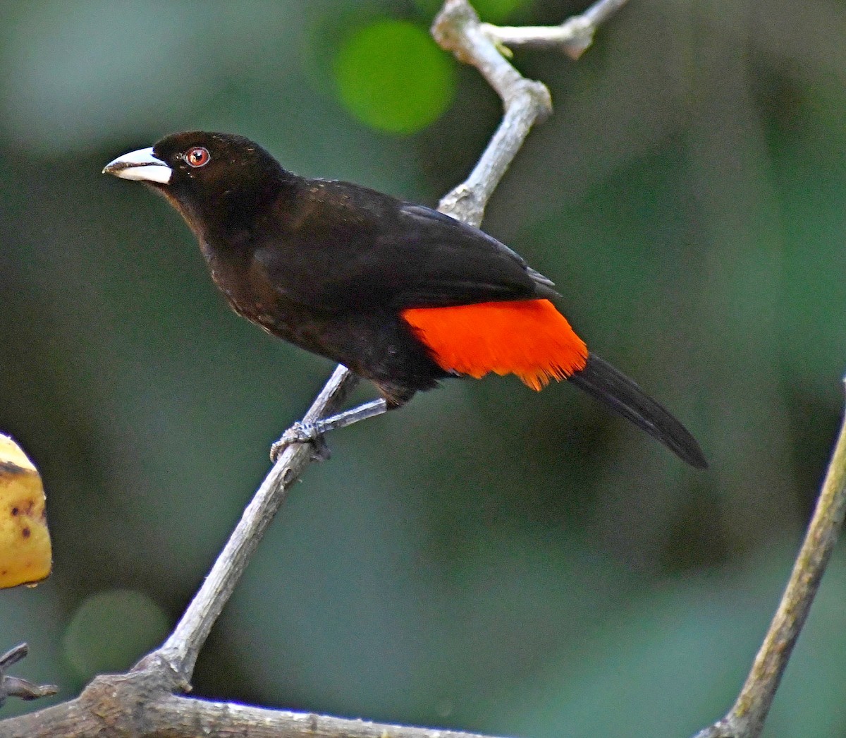Scarlet-rumped Tanager - ML620003857