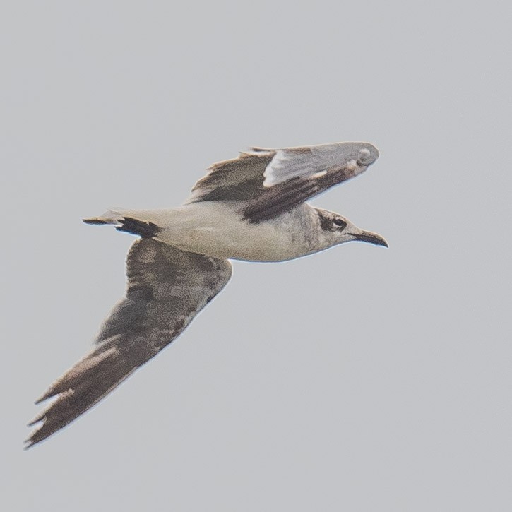 Laughing Gull - ML620003860