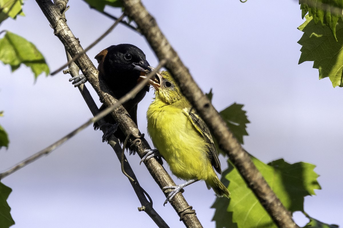 Orchard Oriole - ML620003865