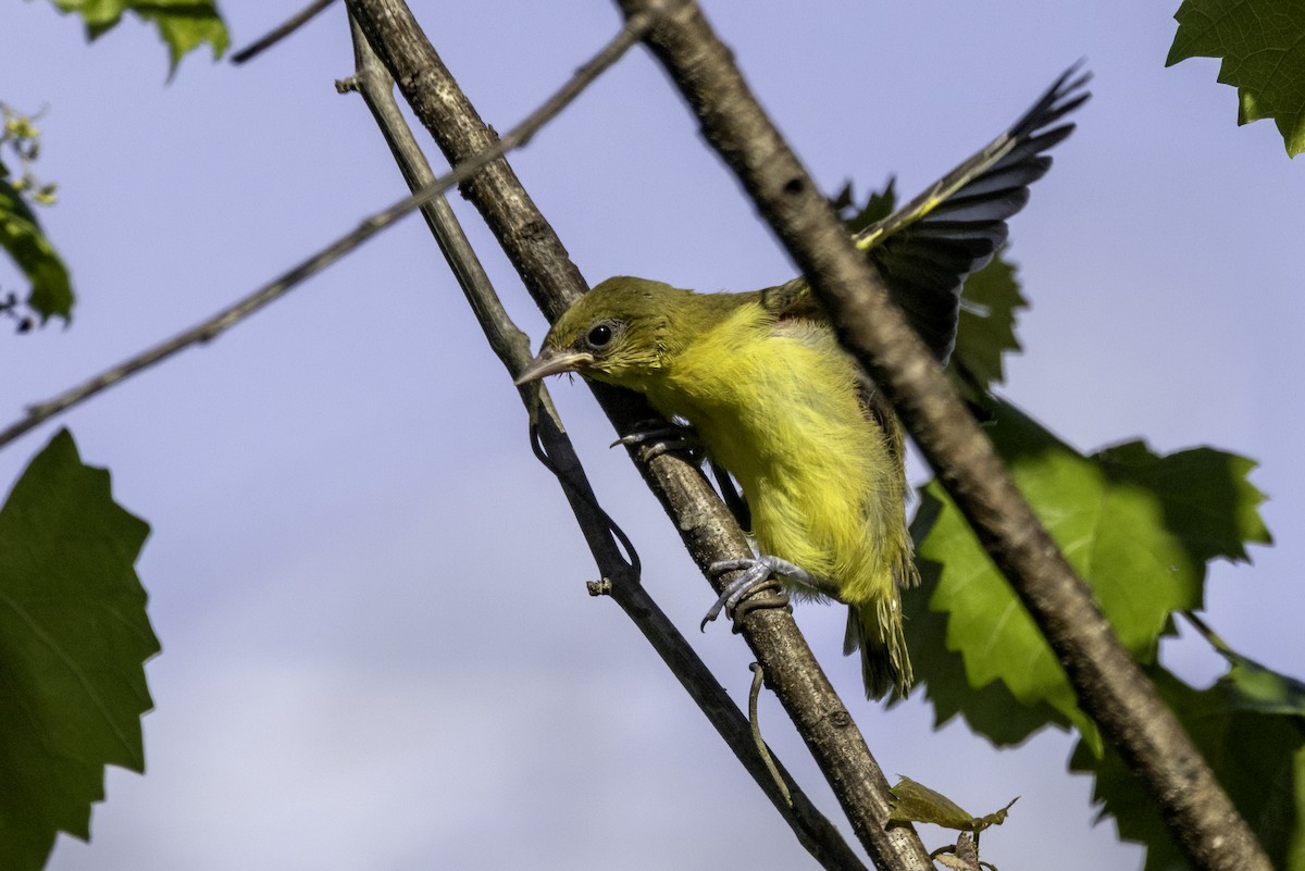 Oriole des vergers - ML620003866