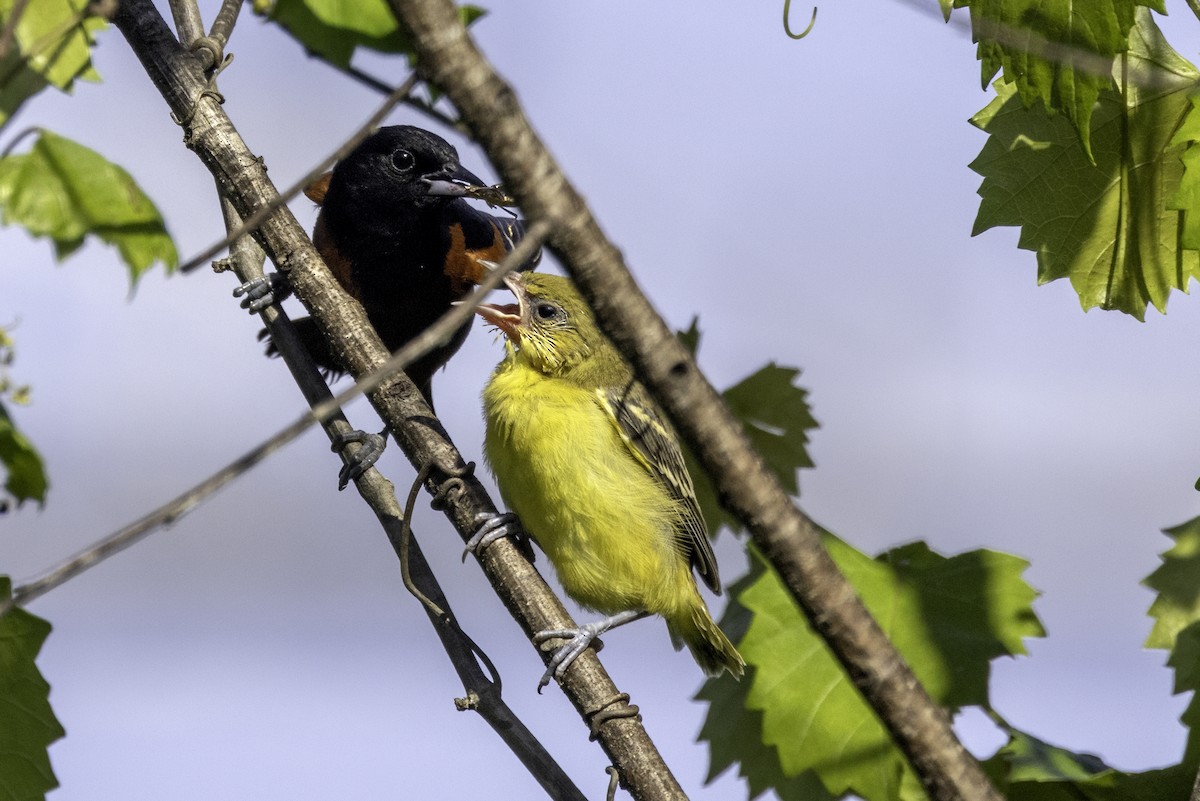 Orchard Oriole - ML620003867