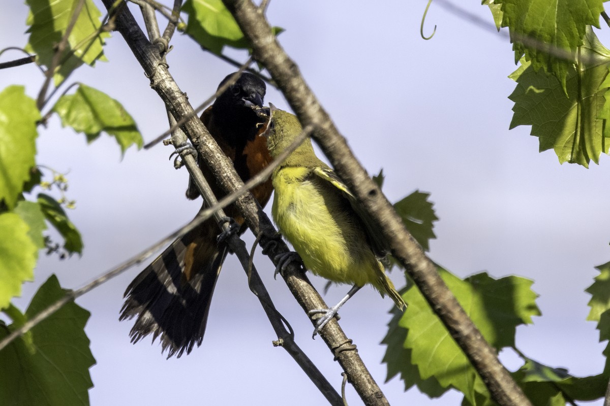 Orchard Oriole - ML620003868