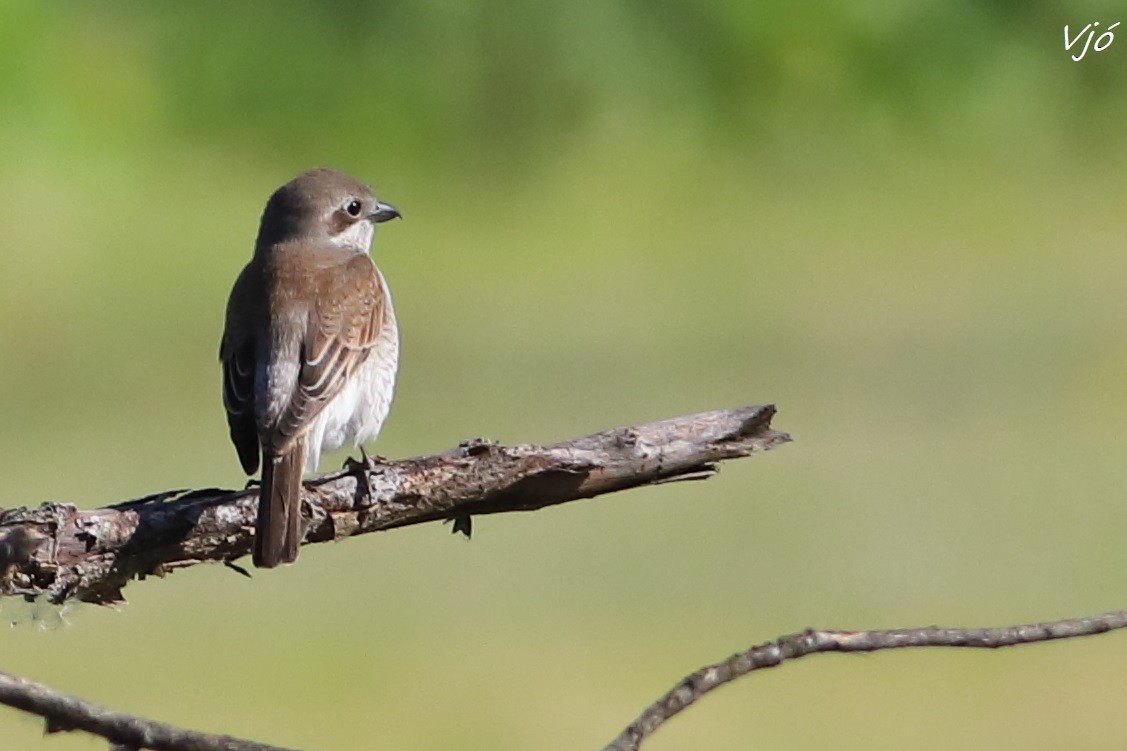 セアカモズ - ML620003869