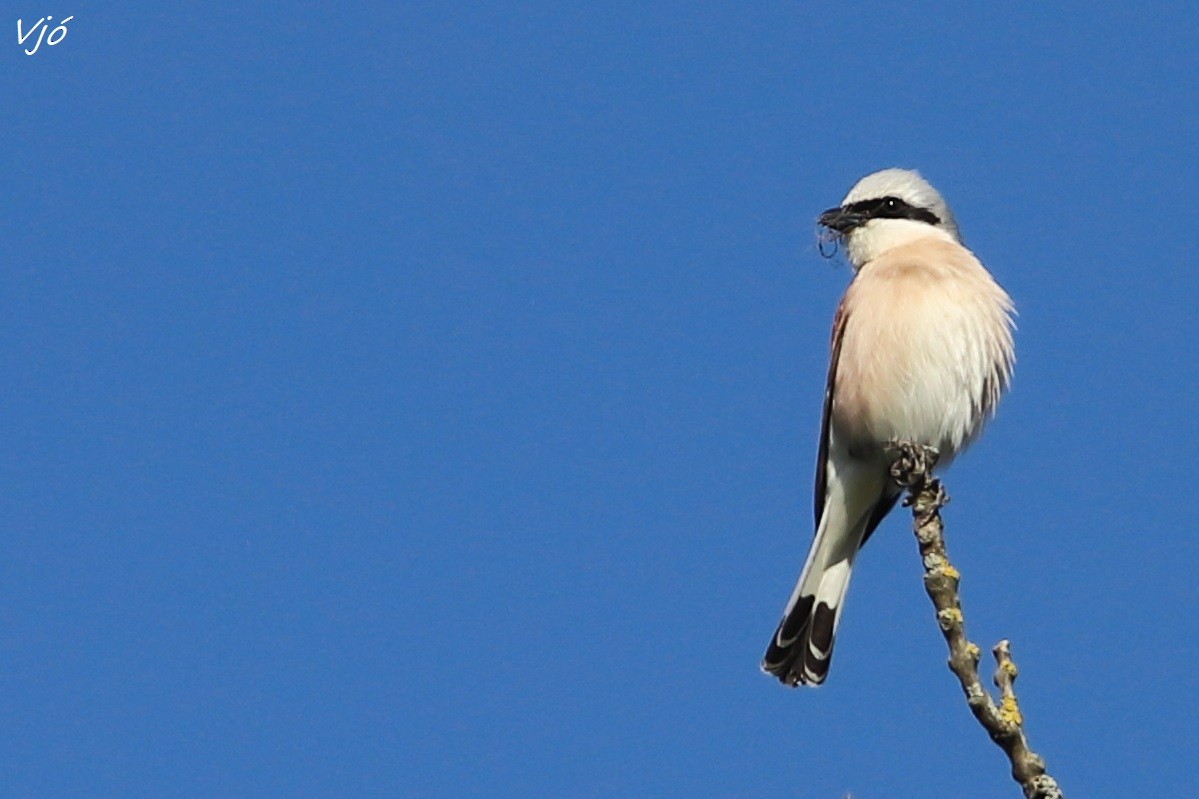 Red-backed Shrike - ML620003870